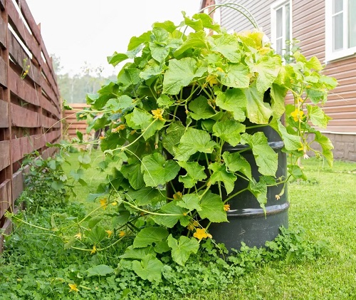 Unique Ways to Grow Cucumbers 19