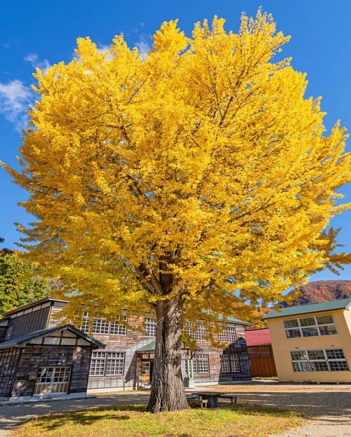 Trees with Yellow Flowers 27