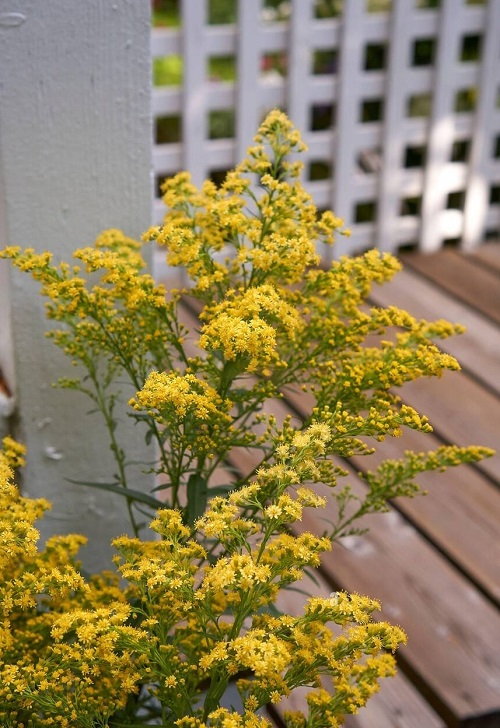 Gold Flowers 3