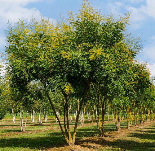 Trees with Yellow Flowers 21