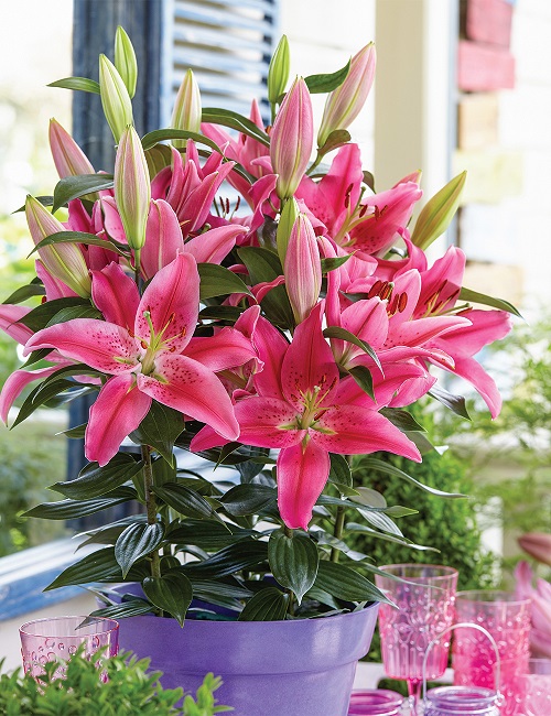 Pink Lily Meaning 1