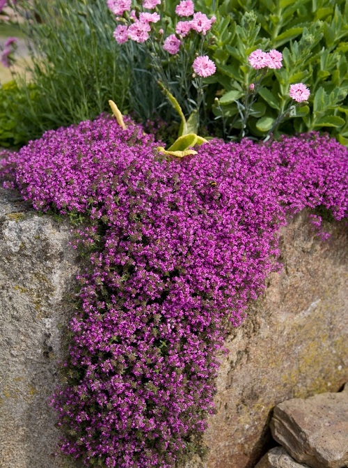 Creeping Thyme 1