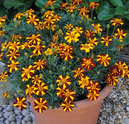 Exotic Marigold Varieties 15