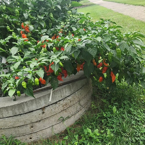 Carolina Reaper 11