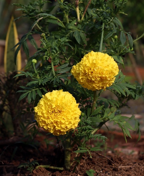 What Colors Do Marigolds Come In? Find Out! 2