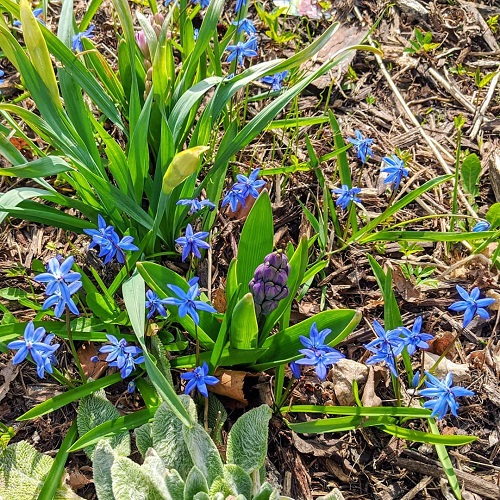 Weeds with Blue Flowers 15