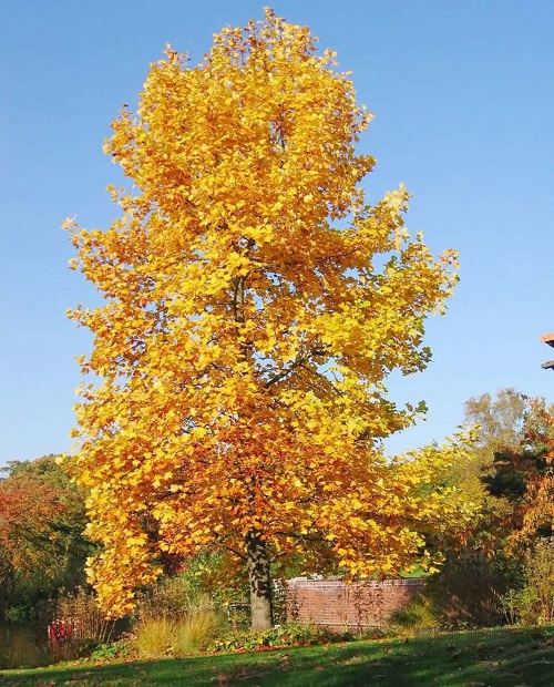 Trees with Yellow Flowers 23