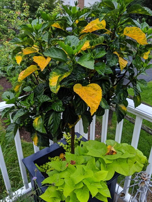 Hibiscus Leaves Turning Yellow 4