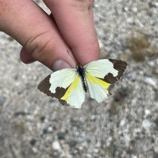 Black and Yellow Butterfly 29