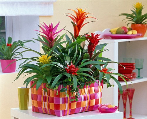 How to Get a Bromeliad to Bloom 1