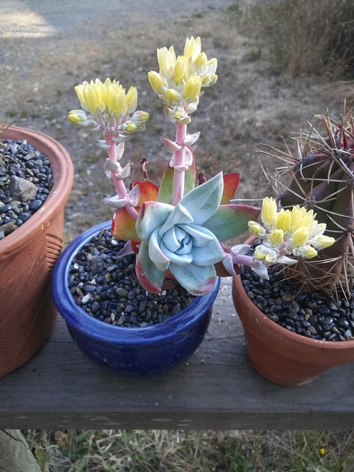 Types of Dudleya 9