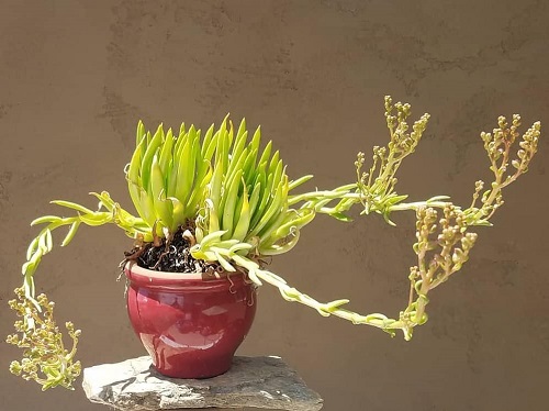 Types of Dudleya 19