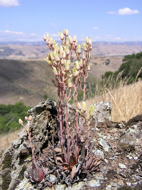 Types of Dudleya 21