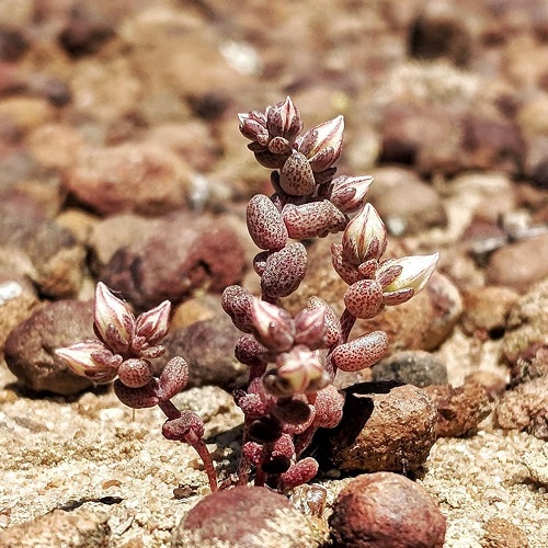 Types of Dudleya 3