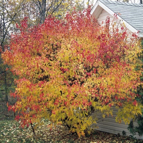 Maple Trees with Unique Leaves and Colors 3