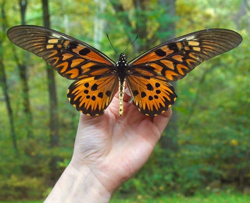 Black and Yellow Butterfly 7