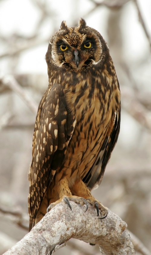 Owls in Maryland 7