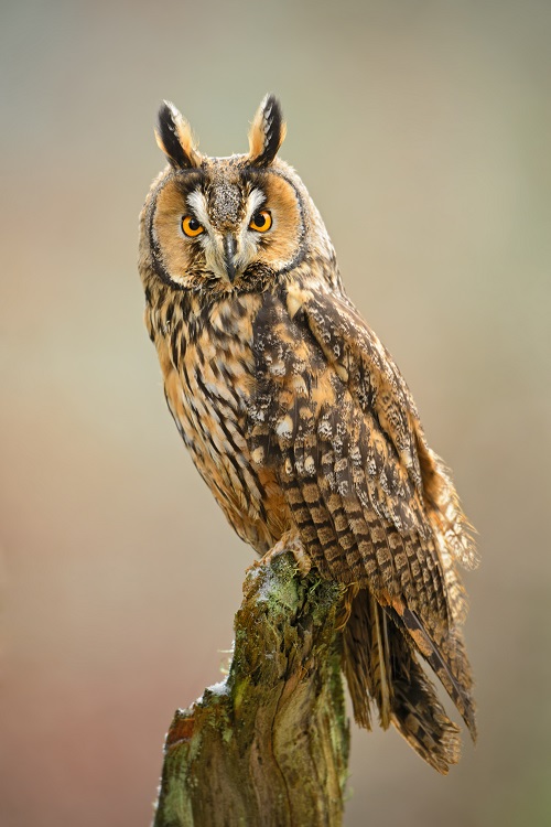 Owls in Maryland 5