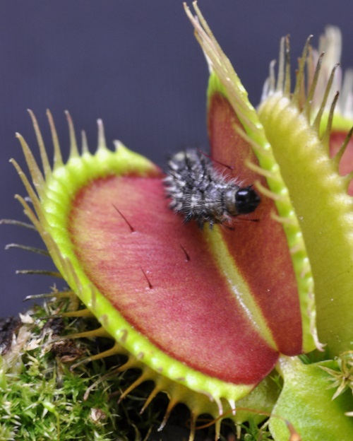 Venus Fly Trap Food 2