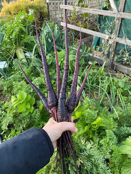 Purple Carrot Varieties 7