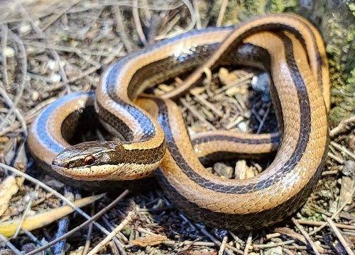 Black Snakes with White Stripes 3