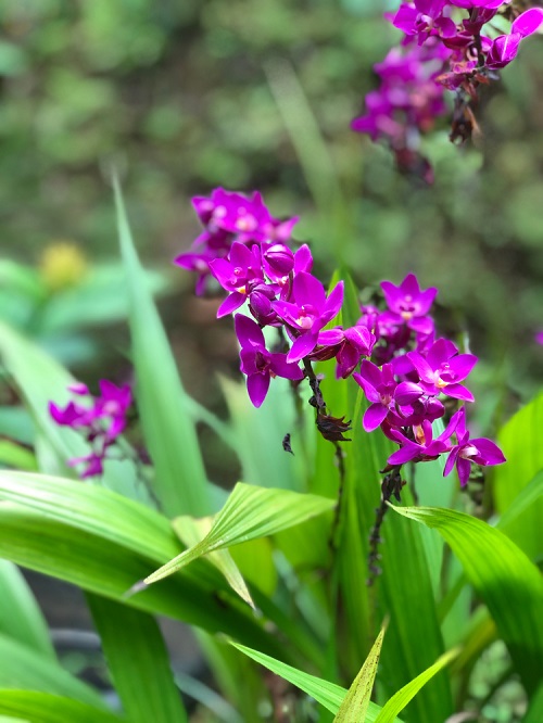 Pink Flowers for Garden 51