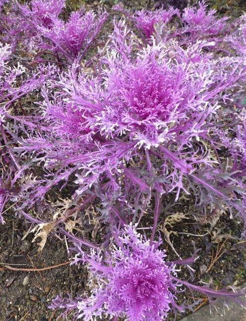 Purple Cauliflower 15