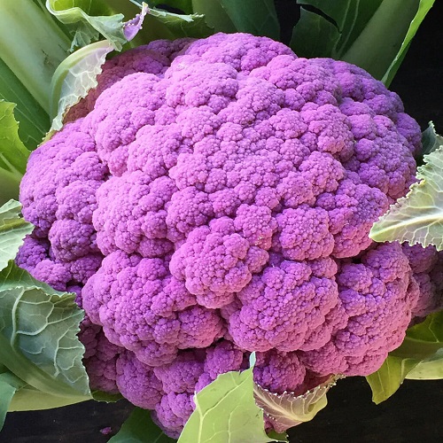 Purple Cauliflower 2