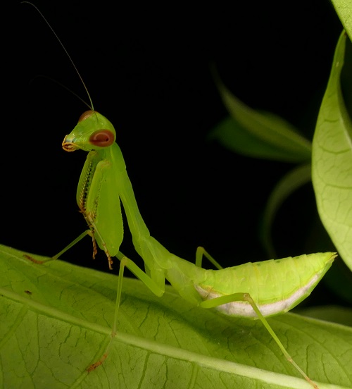 Types of Praying Mantis 17