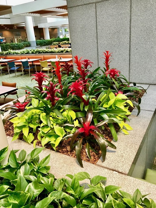 How to Get a Bromeliad to Bloom 2