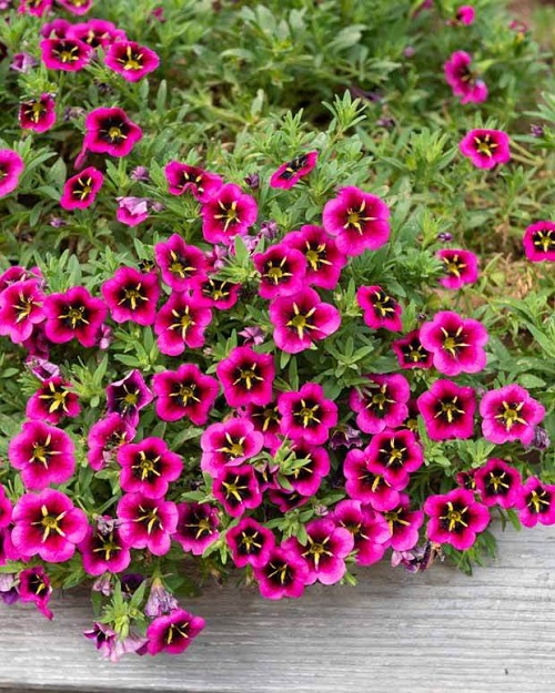 Magenta Flowers 1