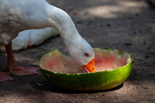 Can Ducks Eat Watermelon 1