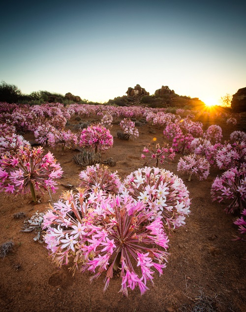 Pink Flowers for Garden 83