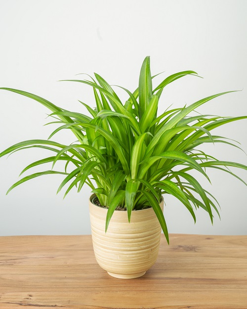 Variegated Spider Plants 3