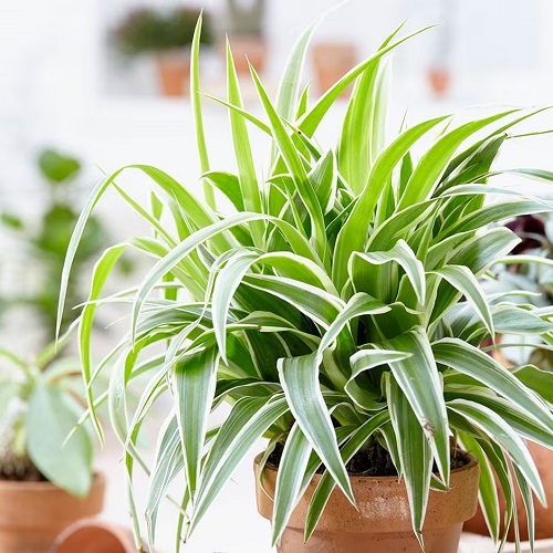 Variegated Spider Plants 5