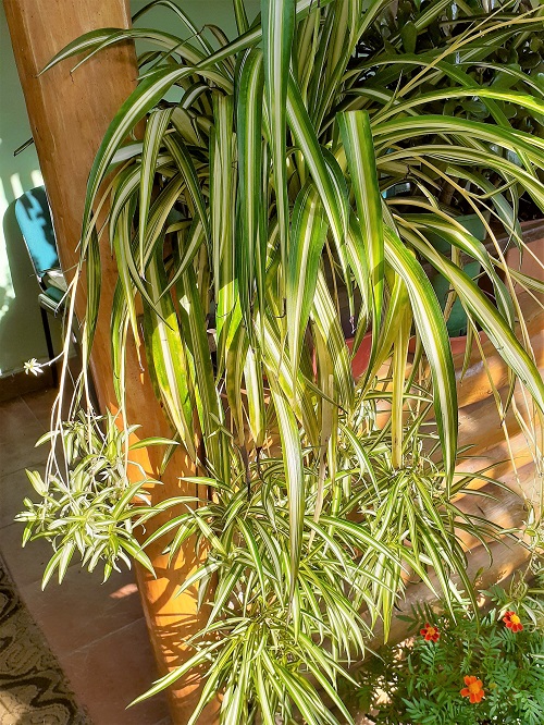 Variegated Spider Plants 1