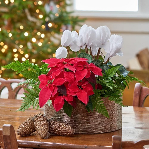 Poinsettia Arrangement Ideas 1