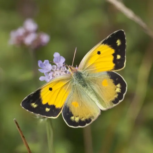 Black and Yellow Butterfly 9