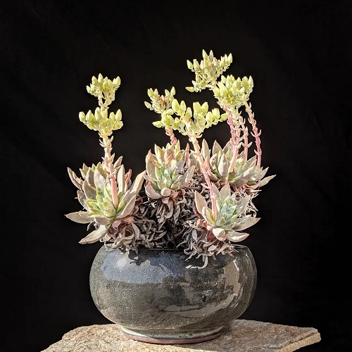 Types of Dudleya 5