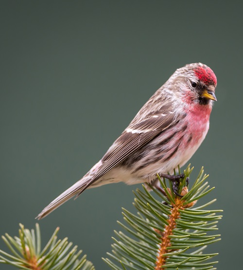 Red Birds of Texas 5