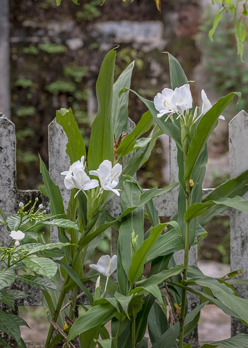 Cuba National Flower 2