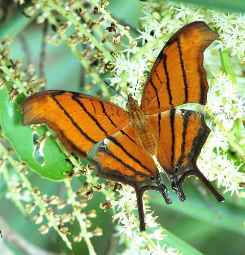 Black and Yellow Butterfly 15