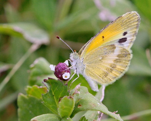 Black and Yellow Butterfly 19