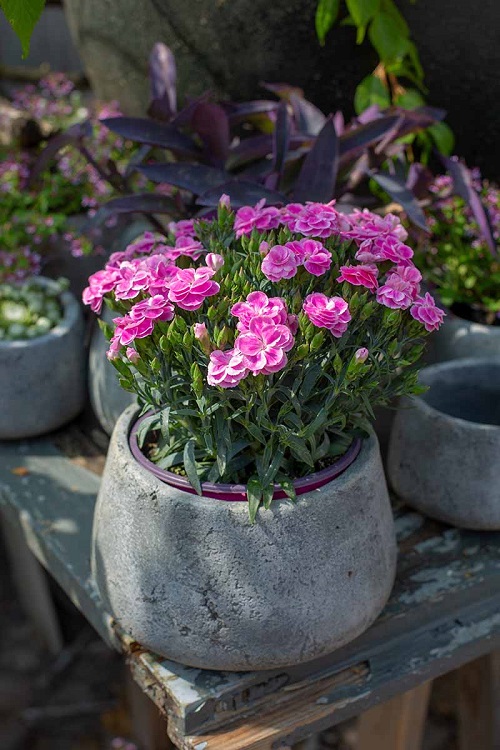 Purple Carnations Meaning 2