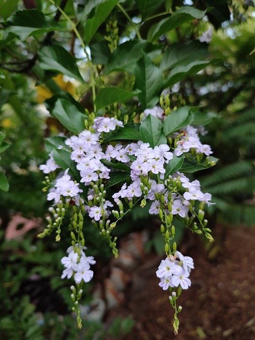 Tropical Evergreen Shrubs of the Verbena Family 3