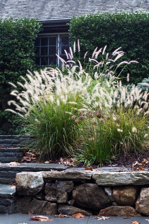 Plants with Clusters of Tiny White Flowers 9