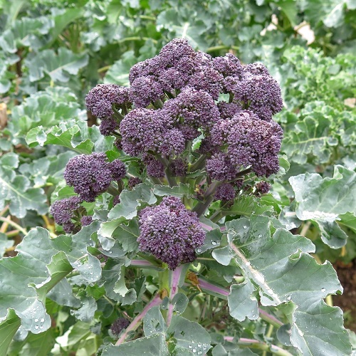 Purple Cauliflower 9