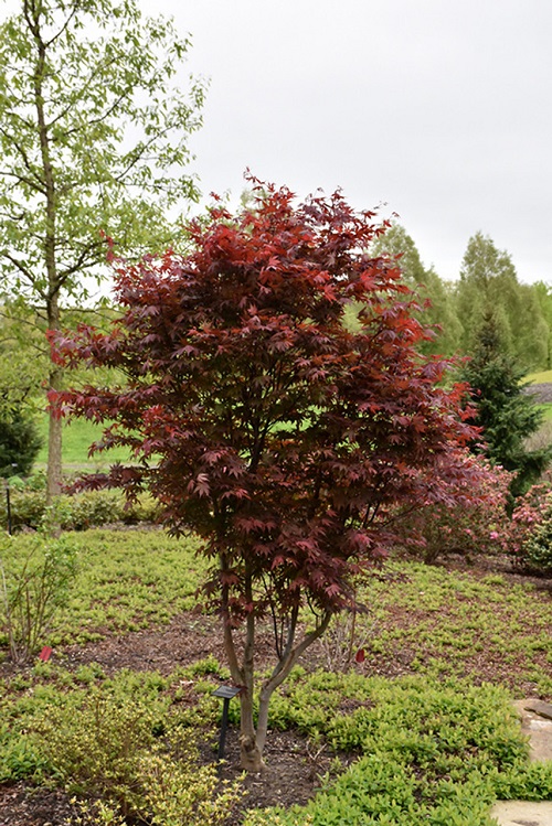 Maple Trees with Unique Leaves and Colors 13