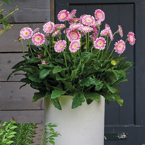 Bigger Flowers in Gerbera 6