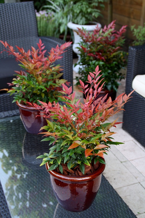 Gulf Stream Nandina